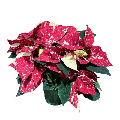 A Jingle Bell poinsettia, red leaves splashed with cream, in a green foil pot cover