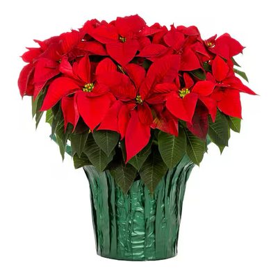 A red poinsettia in a green foil pot cover