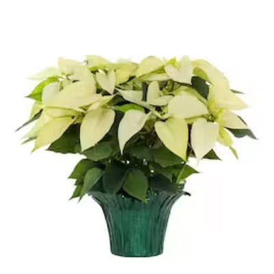 A white poinsettia in a green foil pot cover